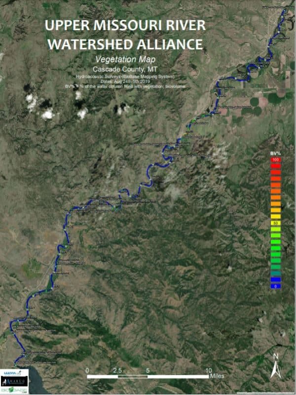 Aquatic plant growth in the Upper Missouri River