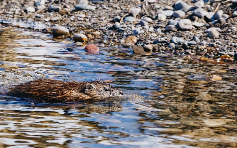 Flushing flows on the Upper Missouri River