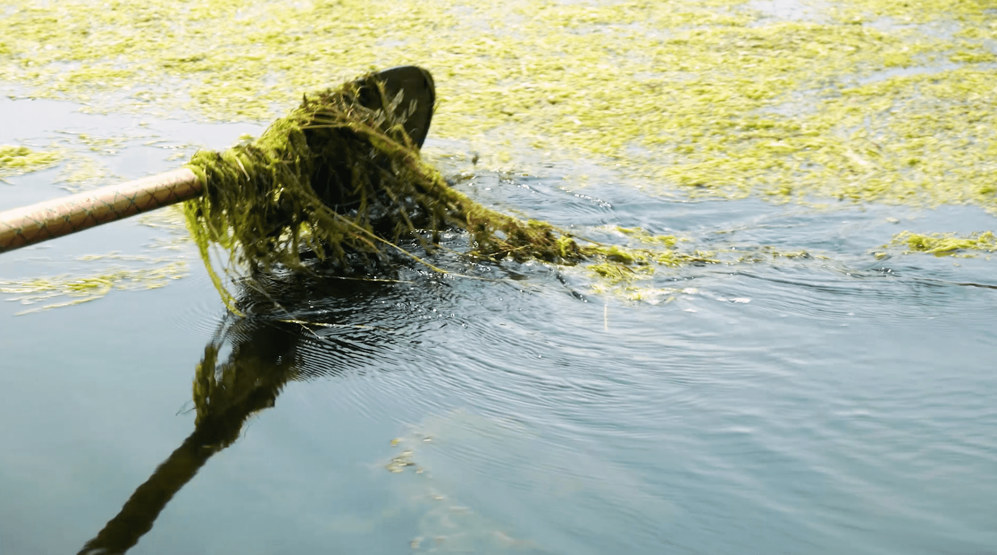 Invasive plant growth in waterways