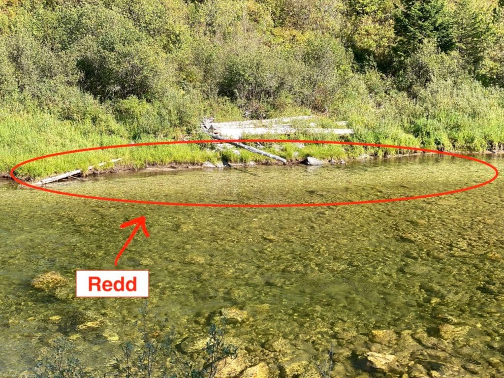 Trout redd in the Missouri River