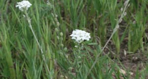 Hoary Alyssum