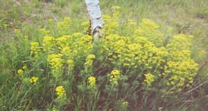 Leafy Spurge