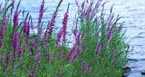 Purple Loosestrife