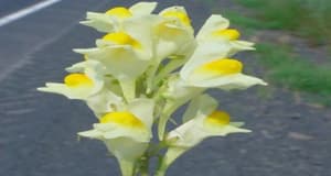 Yellow Toadflax