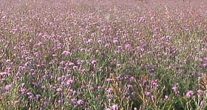 Spotted Knapweed along the Upper Missouri River