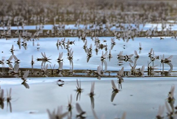 Blue-winged olive mayfly specimen