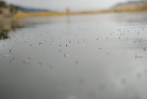 Field sampling on the Upper Missouri River
