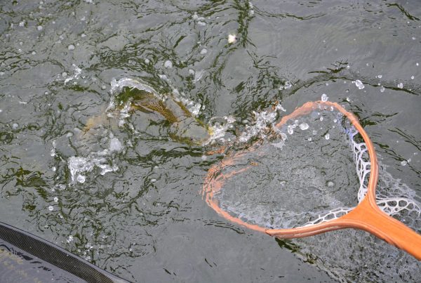 Macroinvertebrate Studies