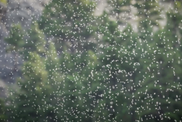 Aquatic insect emergence above the Missouri River