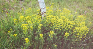Noxious Weed Control Grants